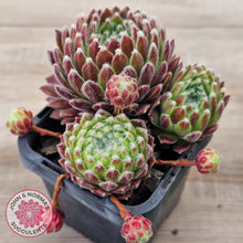 Load image into Gallery viewer, Sempervivum 'Silver Thaw'
