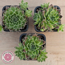 Load image into Gallery viewer, Sempervivum 'Skroki's Beauty'
