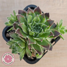 Load image into Gallery viewer, Sempervivum 'Skroki's Beauty'