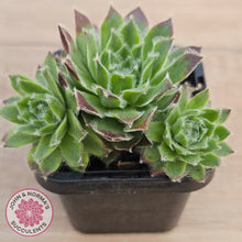 Load image into Gallery viewer, Sempervivum 'Skroki's Beauty'