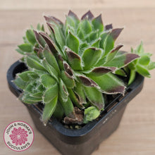 Load image into Gallery viewer, Sempervivum 'Skroki's Beauty'