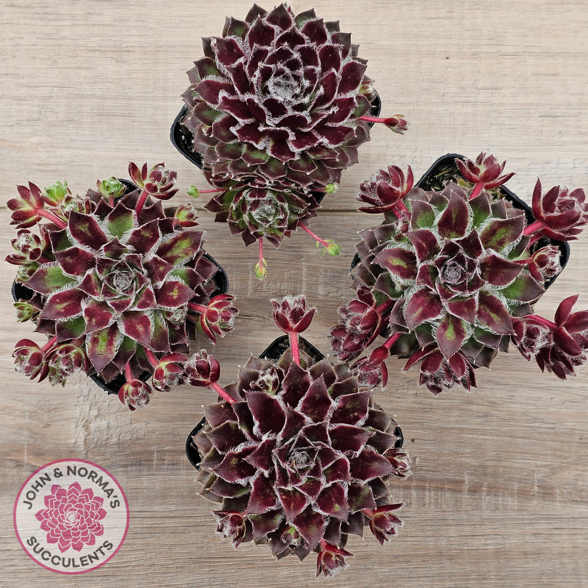 Sempervivum 'Skroki's Beauty'