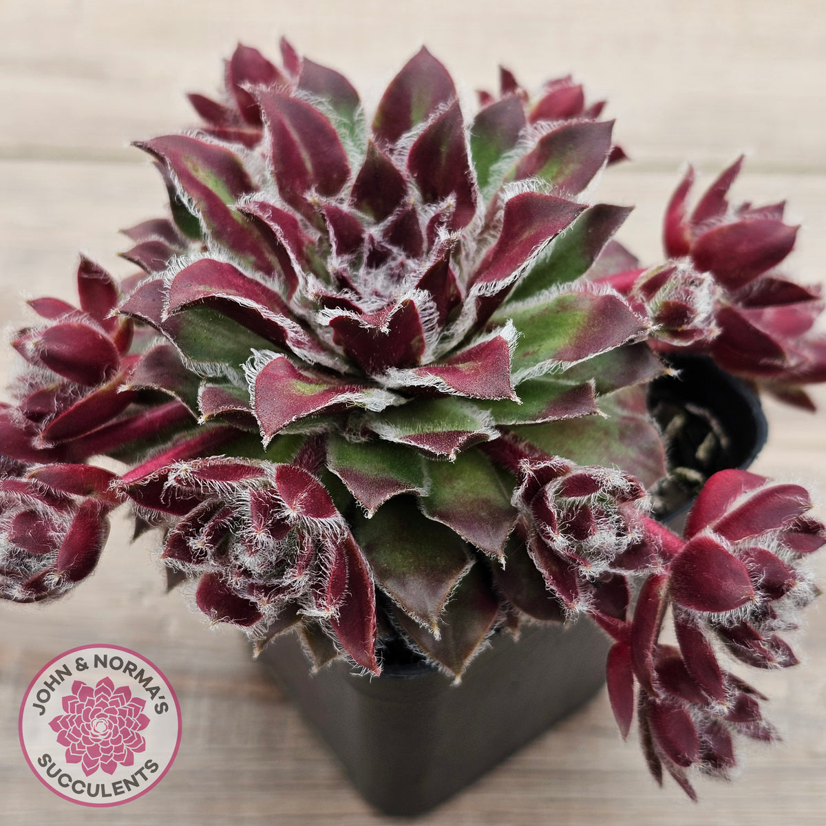 Sempervivum 'Skroki's Beauty'