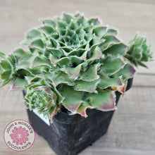 Load image into Gallery viewer, Sempervivum 'Skroki's Beauty'