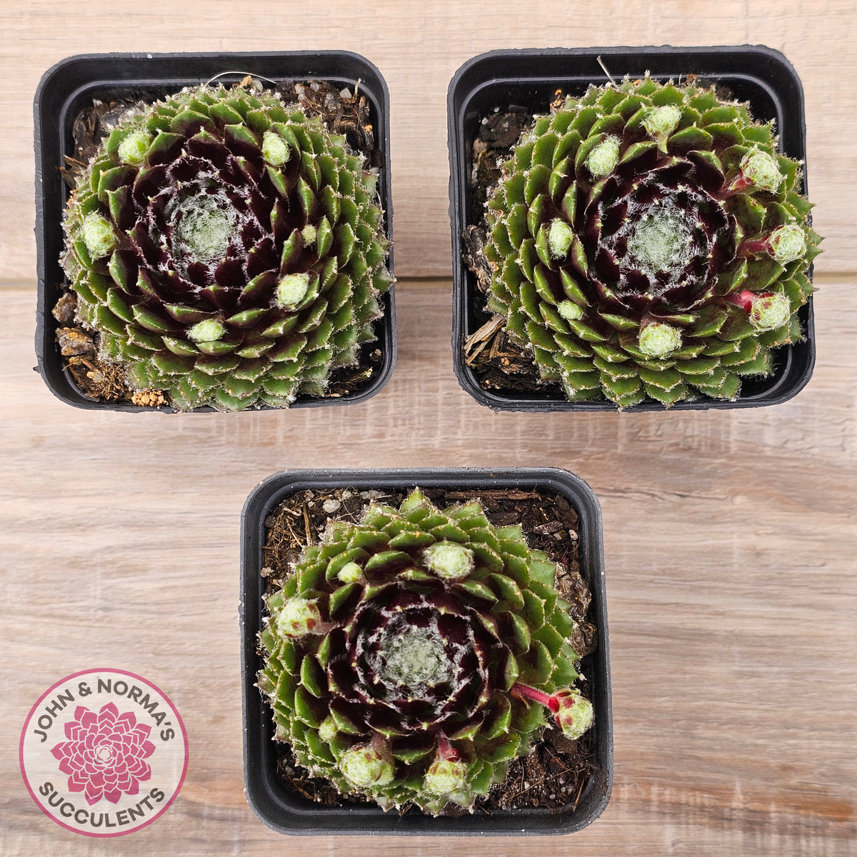 Sempervivum 'Spring Beauty'