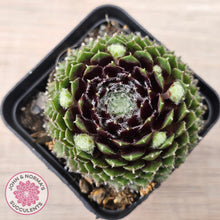 Load image into Gallery viewer, Sempervivum 'Spring Beauty'