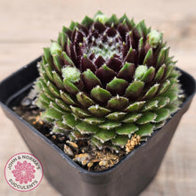 Load image into Gallery viewer, Sempervivum 'Spring Beauty'