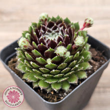Load image into Gallery viewer, Sempervivum 'Spring Beauty'