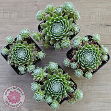 Load image into Gallery viewer, Sempervivum 'Spring Beauty'