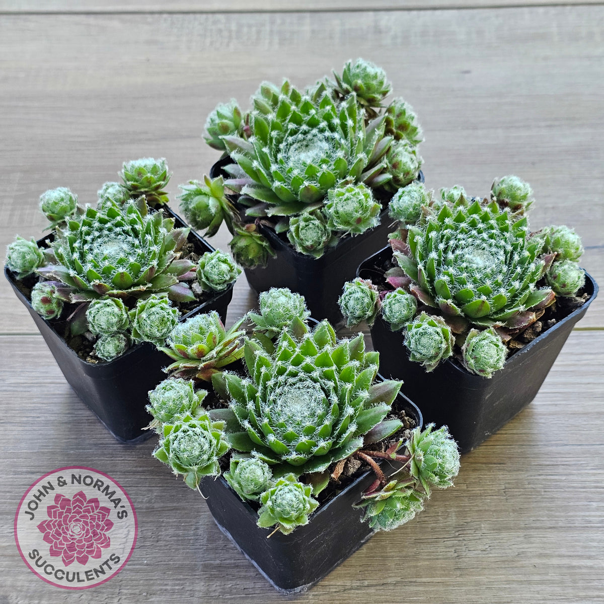 Sempervivum 'Spring Beauty'