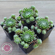 Load image into Gallery viewer, Sempervivum 'Spring Beauty'