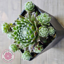 Load image into Gallery viewer, Sempervivum 'Spring Beauty'