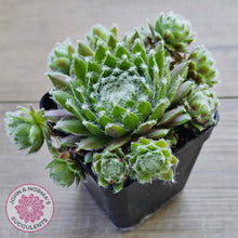 Load image into Gallery viewer, Sempervivum 'Spring Beauty'