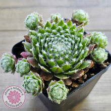 Load image into Gallery viewer, Sempervivum 'Spring Beauty'