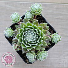 Load image into Gallery viewer, Sempervivum 'Spring Beauty'