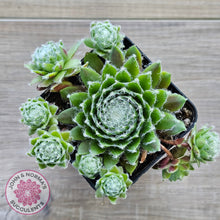 Load image into Gallery viewer, Sempervivum 'Spring Beauty'