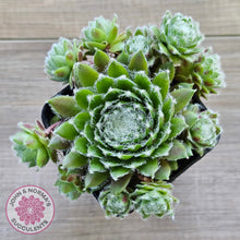 Load image into Gallery viewer, Sempervivum 'Spring Beauty'