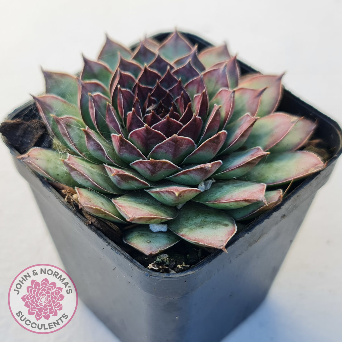 Sempervivum tectorum 'Bronco'