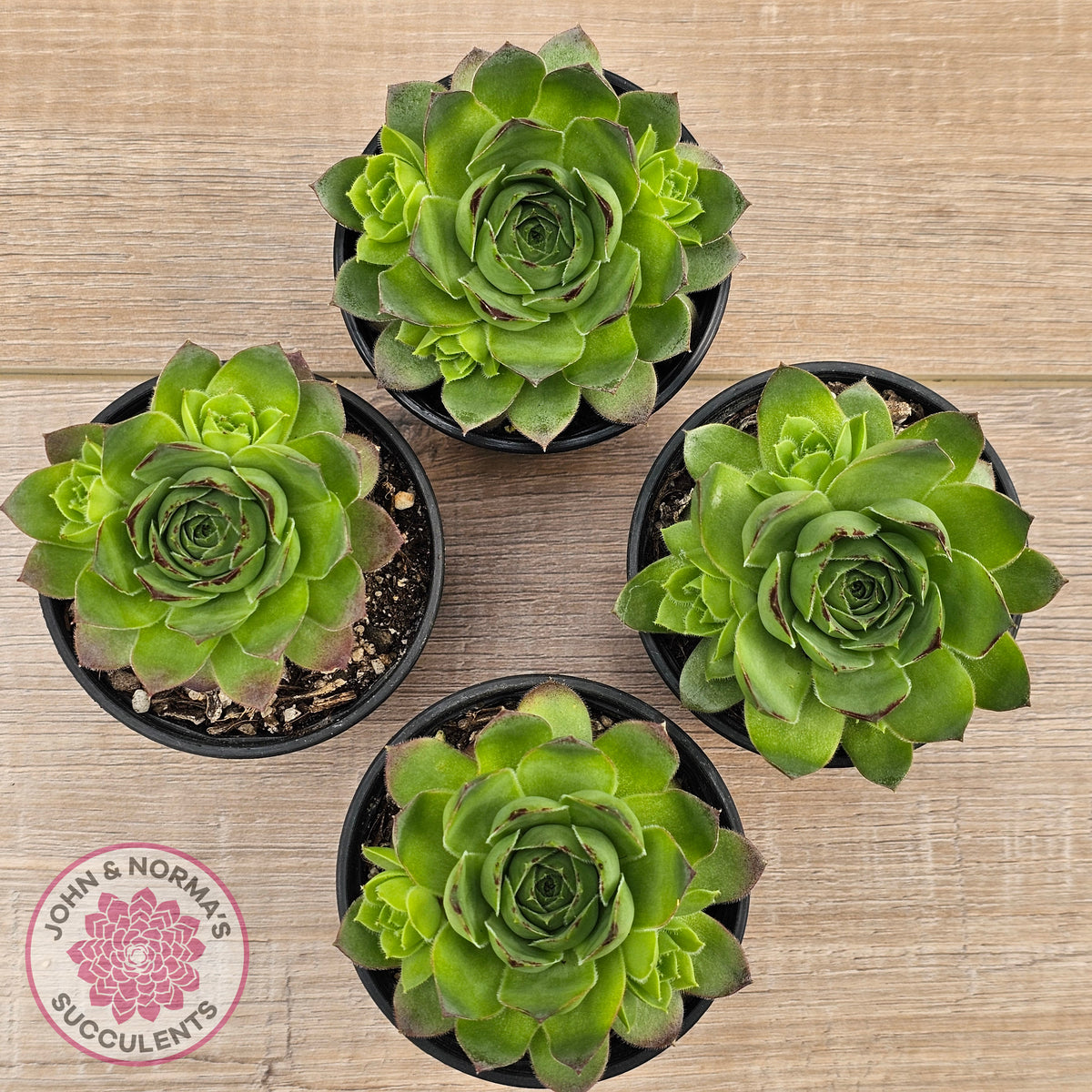 Sempervivum 'Tectorum Jade'