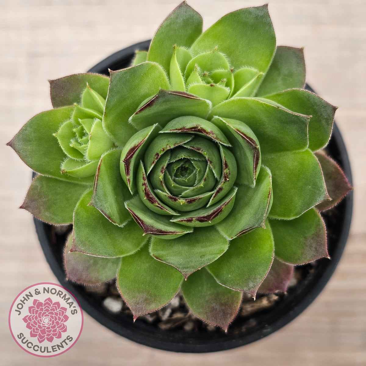 Sempervivum 'Tectorum Jade'