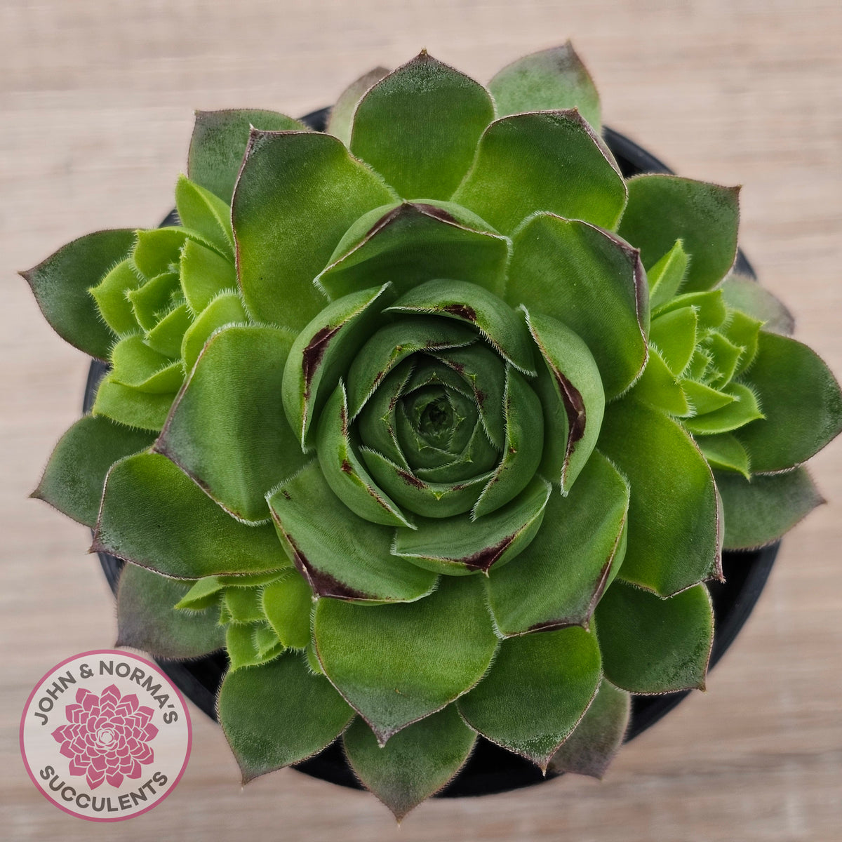 Sempervivum 'Tectorum Jade'