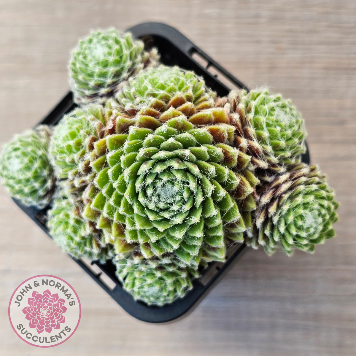 Sempervivum arachnoideum 'Tiny Tots'