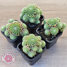 Load image into Gallery viewer, Sempervivum arachnoideum 'Tiny Tots'