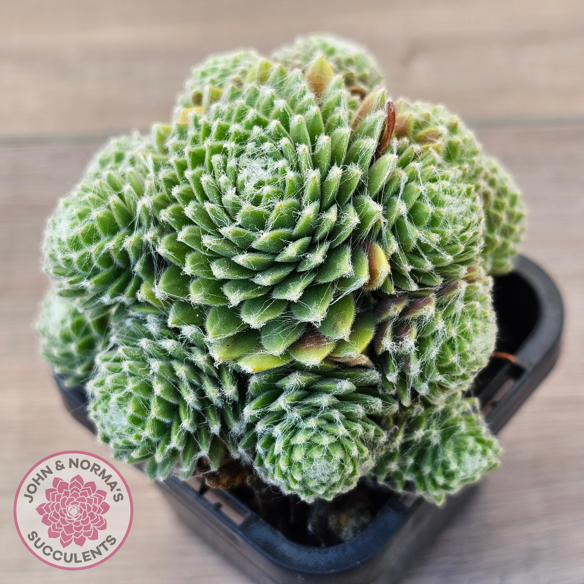 Sempervivum arachnoideum 'Tiny Tots'