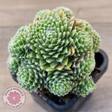 Load image into Gallery viewer, Sempervivum arachnoideum 'Tiny Tots'