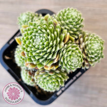 Load image into Gallery viewer, Sempervivum arachnoideum 'Tiny Tots'