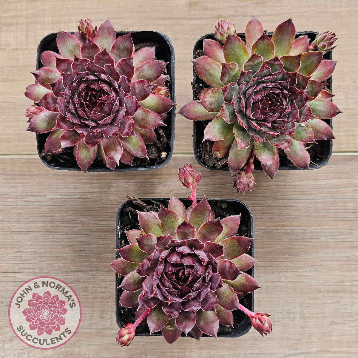 Sempervivum 'Treebeard'