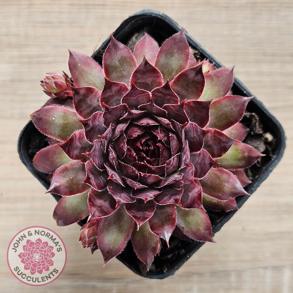 Sempervivum 'Treebeard'
