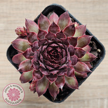 Load image into Gallery viewer, Sempervivum 'Treebeard'