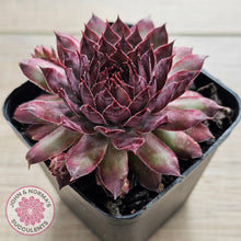 Load image into Gallery viewer, Sempervivum 'Treebeard'