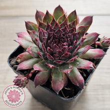 Load image into Gallery viewer, Sempervivum 'Treebeard'