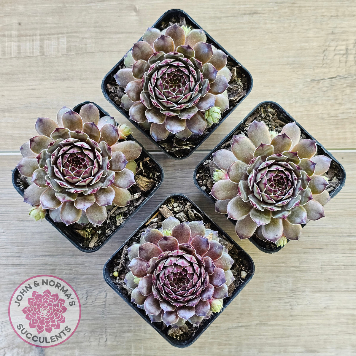 Sempervivum 'Tristesse'