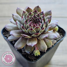 Load image into Gallery viewer, Sempervivum 'Tristesse'