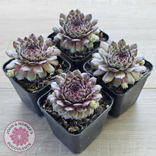 Load image into Gallery viewer, Sempervivum 'Tristesse'