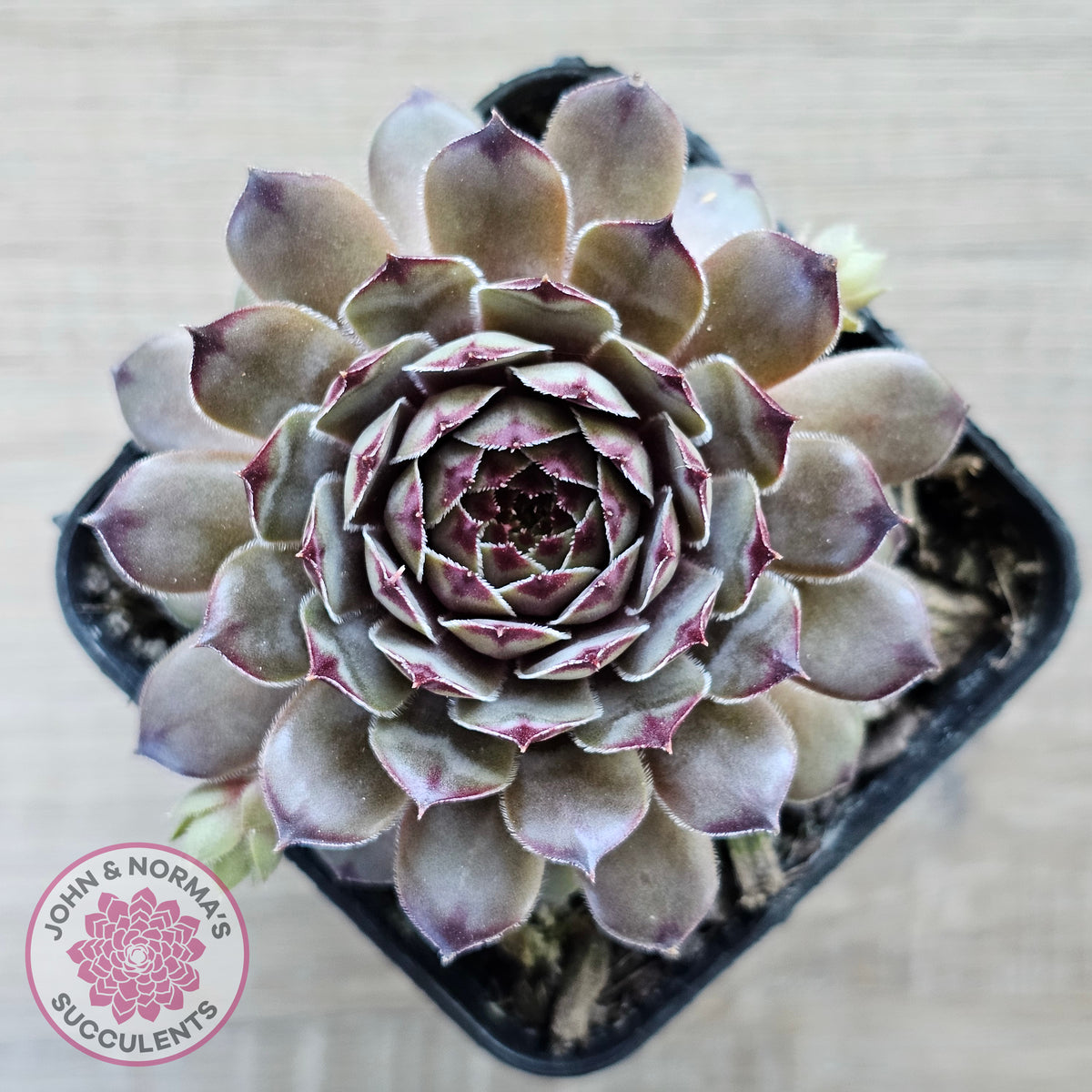 Sempervivum 'Tristesse'