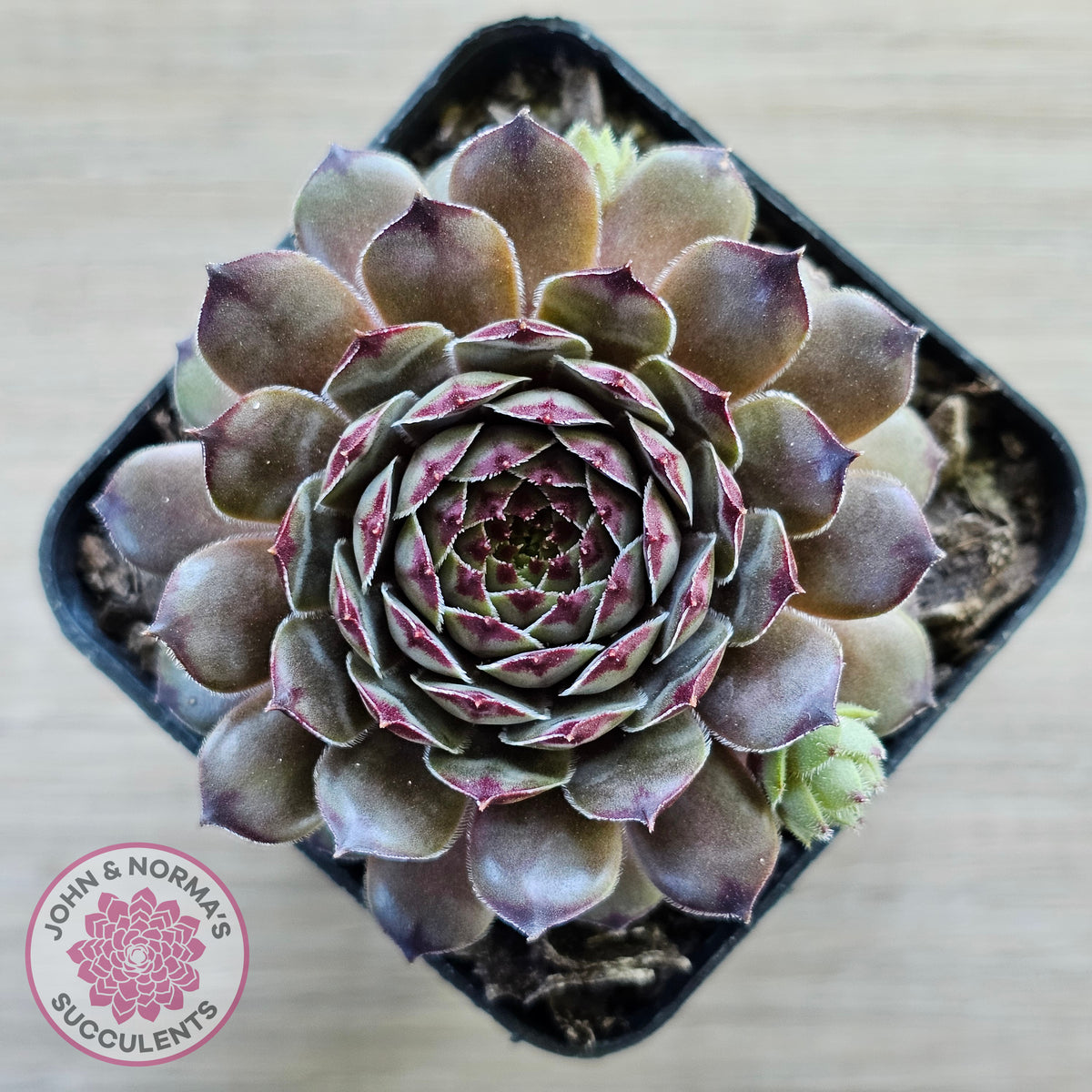 Sempervivum 'Tristesse'