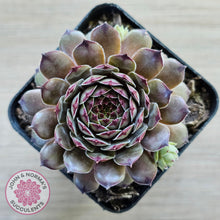 Load image into Gallery viewer, Sempervivum 'Tristesse'