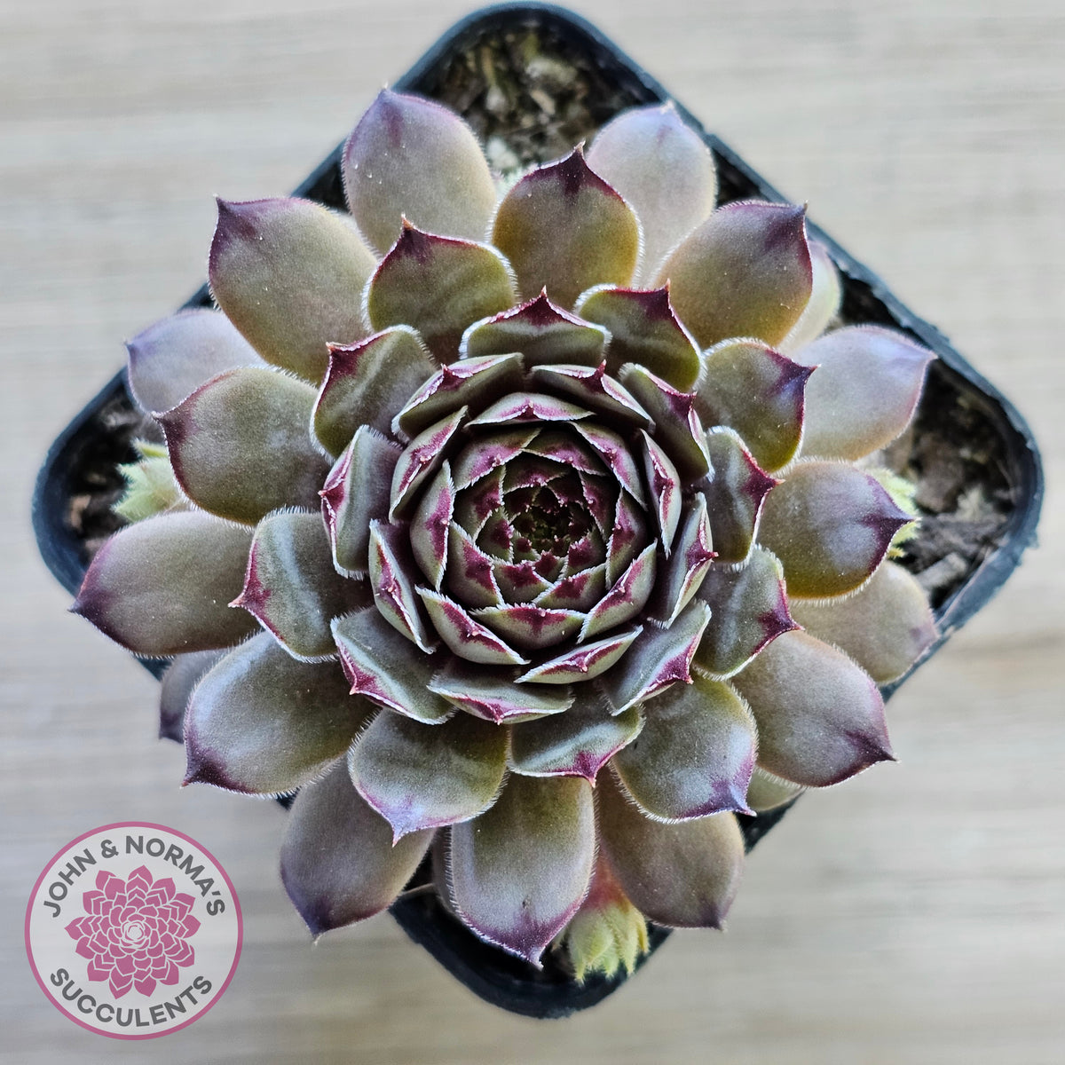 Sempervivum 'Tristesse'