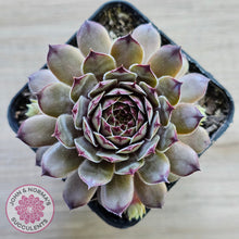 Load image into Gallery viewer, Sempervivum 'Tristesse'