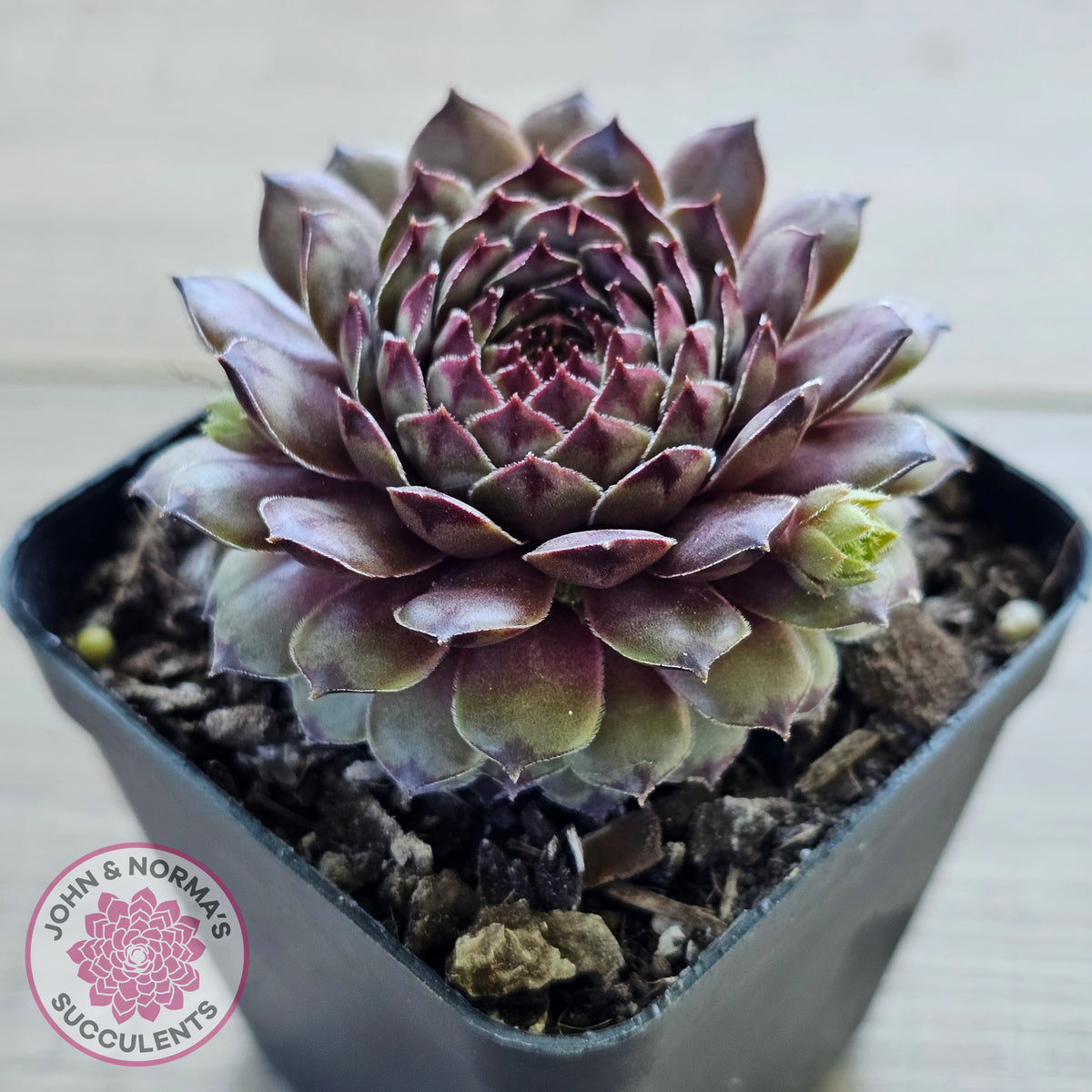 Sempervivum 'Tristesse'