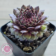 Load image into Gallery viewer, Sempervivum 'Tristesse'