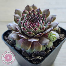 Load image into Gallery viewer, Sempervivum 'Tristesse'