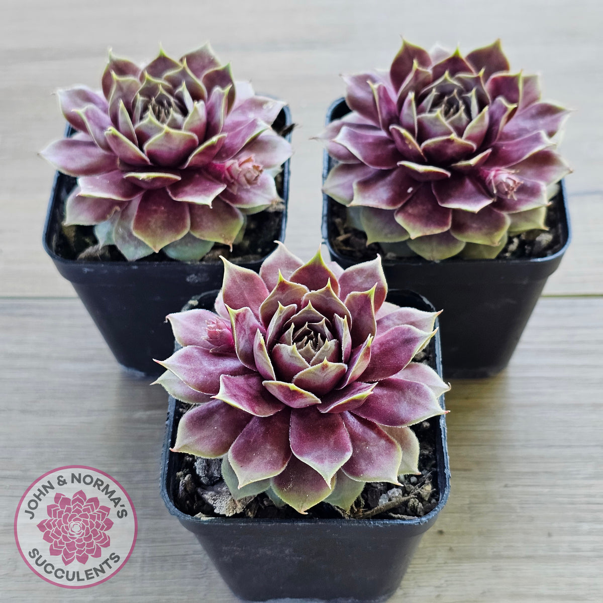 Sempervivum 'VJ10'