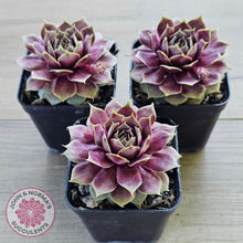 Load image into Gallery viewer, Sempervivum 'VJ10'