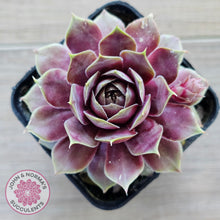 Load image into Gallery viewer, Sempervivum 'VJ10'