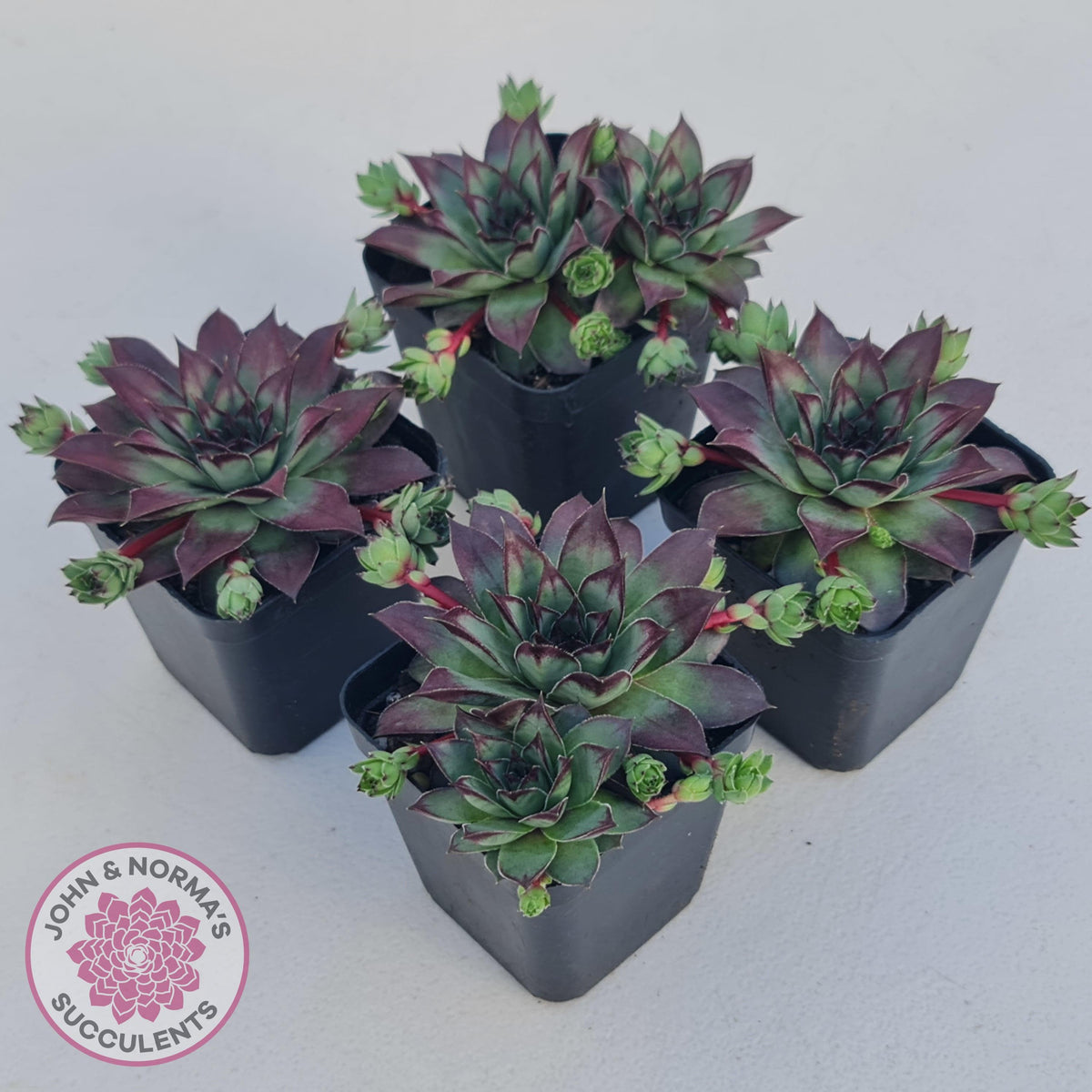 Sempervivum 'Wierdo'